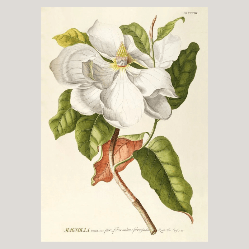 White Magnolia Framed Art Print - 50x70 3713 - Uneeka